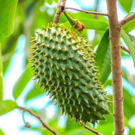 TomorrowSeeds - Soursop Tree Seeds - 5+ Count - for 2025 Planting Graviola Guanabana Pignon Corossol Custard Apple Sour SOP Paw Annona Muricata Tropical Fruit Trees Perennial Grow Your Own Home Farm
