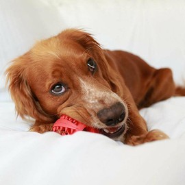 TUMYES Pelota de Juguete para Perros, Juguete para Limpiar los Dientes, Pelota Perro Indestructible, Juguetes Interactivos para Perros, Goma No Tóxica Pelota Duradera (5CM 4PCS)