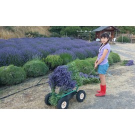 Findlavender - Lavender Dried Bundles 22 to 24", Natural Dried Lavender, for Home Decoration, for Home Fragrance, 4 Bundle Pack