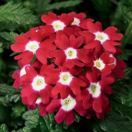 CHUXAY GARDEN Red with White Eye Verbena Obsession Seed 35 Seeds Ornamental Flowering Plant Highly Fragrant Wonderful Choice for Garden