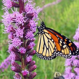 CHUXAY GARDEN Liatris Spicata-Dense Blazing Star,Prairie Feather 50 Seeds Perennial Herb Flowering Plant Attract Butterflies Grows in Garden and Pots Low-Maintenance