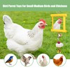 Bodeshis 2 Pcs Chicken Toys for Hens, Chicken Coop Accessories