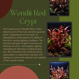 1/3/5 Potted Wendtii Red Crypt (Cryptocoryne Wendtii 'Red') by Shore Aquatic - Perfect for Adding Vibrant Highlights to Aquariums (1 Pack)