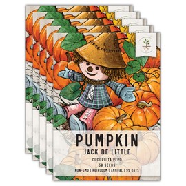 Seed Needs, Jack Be Little Pumpkin Seeds - 50 Heirloom Seeds for Planting Cucurbita Pepo - Non-GMO & Untreated to Plant a Home Grown Pumpkin Patch (5 Packs)