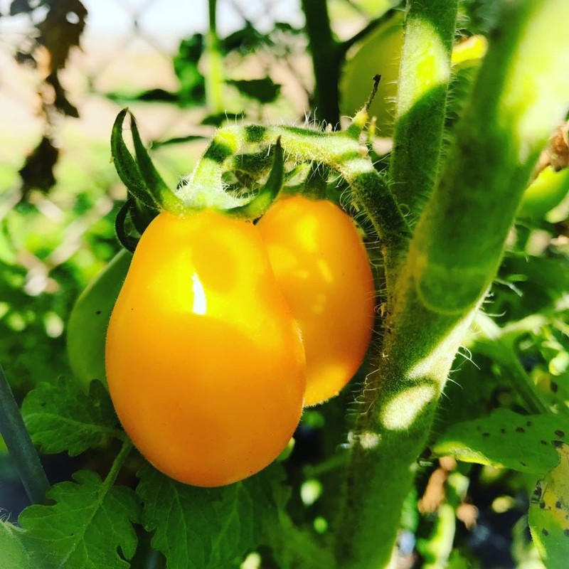 Yellow Pear Drop Tomato Seeds - 15 Fresh Yellow Pear