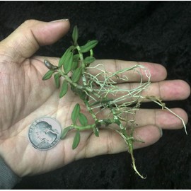 Orchid Insanity – Epidendrum porpax – True Miniature Colombia Orchid Species Perfect for terrariums windowsills Easy to Grow