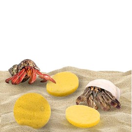 Hermit Crab Sponges for Water, 10 Pack Unbleached Hermit Crab Accessories & Supplies, Pet Crab Sponges Provide Nutrients and Maintain Tank Humidity, Water Dish Yellow Real Sea Sponges, 2" x 1"