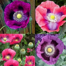 6000+ California Poppy Seeds for Planting - Aunnal California Poppy Open-Pollinated Non GMO Heirloom Seeds