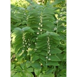 True Solomon Seals Wildflower Live Root Systems Pack of Ten