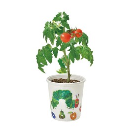 Seishin Ceramics HP-0101 Harapeko Aomushi Peta & Sukusuku Cultivation Set, Mini Tomato Size: Approx. W4.1 inches (10.5 cm), D4.1 inches (10.5 cm), H11.5 H11.5