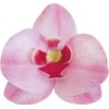 DEKORA Conf. 10 Orchidee in Cialda Decorazioni Commestibili per Torte,