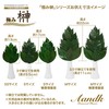 Sakaki, Extra Large MV, Camellia Leaves Extra Thick, Medium Size,