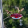 Droll Yankees RS-3WC FBA_RS-3WC Hummingbird Feeder, Window Mounted Outdoor Fe...