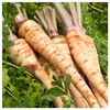 Everwilde Farms - 1/4 Lb Hamburg Rooted Parsley Seeds -