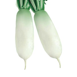 Radish Seeds - Korean - Alpine Gold - Hybrid - 4 Oz ~28400 Seeds - Non-GMO, F1 Hybrid - Asian Garden Vegetable