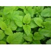 Fresh Herb Seed: Lemon Balm seed 500+ Seeds Fresh Seed