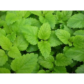 Fresh Herb Seed: Lemon Balm seed 500+ Seeds  Fresh Seed