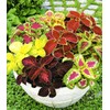 22Day Seeds: Seeds Coleus Variety Mix/Annual Flowers