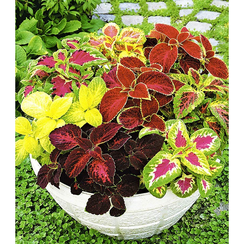 22Day Seeds: Seeds Coleus Variety Mix/Annual Flowers