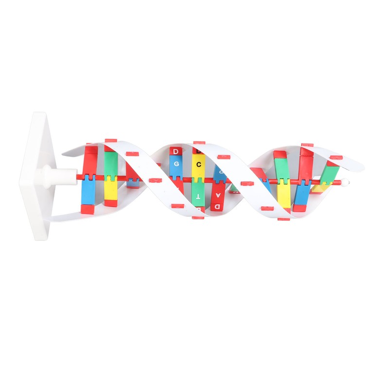 DNA Structure Model Colorful Double Spiral Assemble Model Science Educational