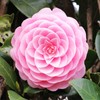 Mixed Camellia Seeds for Planting -20Pcs Non-GMO Heirloom Camellia Seeds