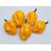 Papa Dreadie Scotch Bonnet Pepper 10+ Seeds