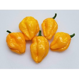 Papa Dreadie Scotch Bonnet Pepper 10+ Seeds