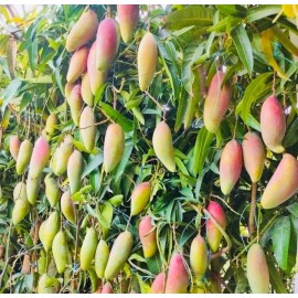 Tree Ivory MANGO TREE GRAFTED 2-4 Ft Tall.Ship To CA&PR. Actual Photos