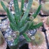Stapelia scitula Cacti Cactus Succulent Real Live Plant