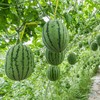 Watermelon Seeds - Peacock Improved - 3 g Packet ~40