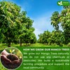 FreshDrinkUS, Premium 100 Mango Leaf Tea Bags, 100% Natural& Pure