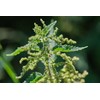 Stinging Nettle Seeds (Urtica Dioica) from Germany - Pure Vegan