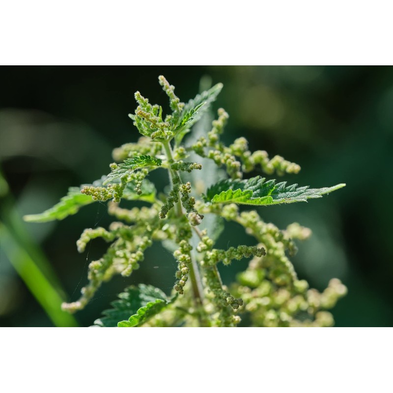 Stinging Nettle Seeds (Urtica Dioica) from Germany - Pure Vegan