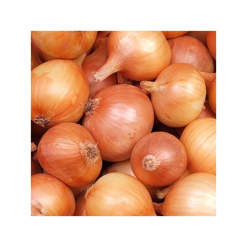 Joke Domestic hard fresh onion 5kg large size / 농담