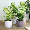 Expert Dumb Cane Plant Potting Soil Mix by Gardenera -