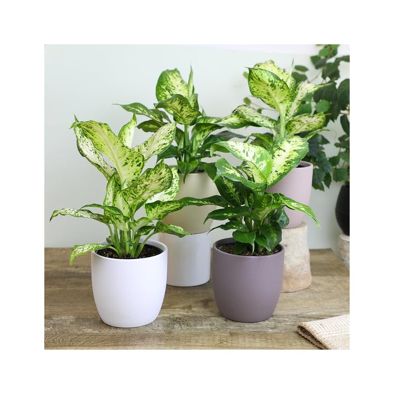 Expert Dumb Cane Plant Potting Soil Mix by Gardenera -
