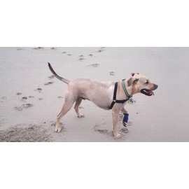 Healers PetCare Leg Wraps – Adjustable Dog Bandages for Wound Care & Joint Support – Breathable, Non-Slip for Front & Rear Legs – Includes 2 Gauze Inserts (Small, 18”)