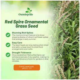 Outsidepride Melica Altissima Red Spire Grass Seeds - 1000 Pcs Perennial Early Blooming, Wildlife-Friendly Melic Ornamental Grass Seeds with Red Spikes for Dried Flower Arrangements