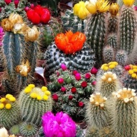 Mixed Multi- Color Cactus Seeds, 100pcs/pack