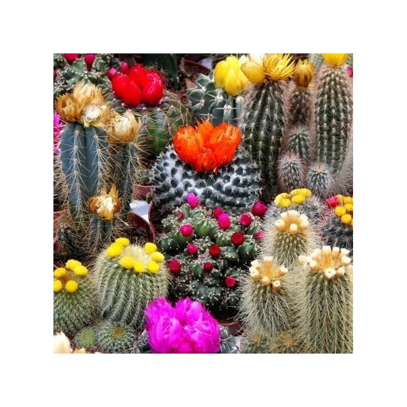 Mixed Multi- Color Cactus Seeds, 100pcs/pack