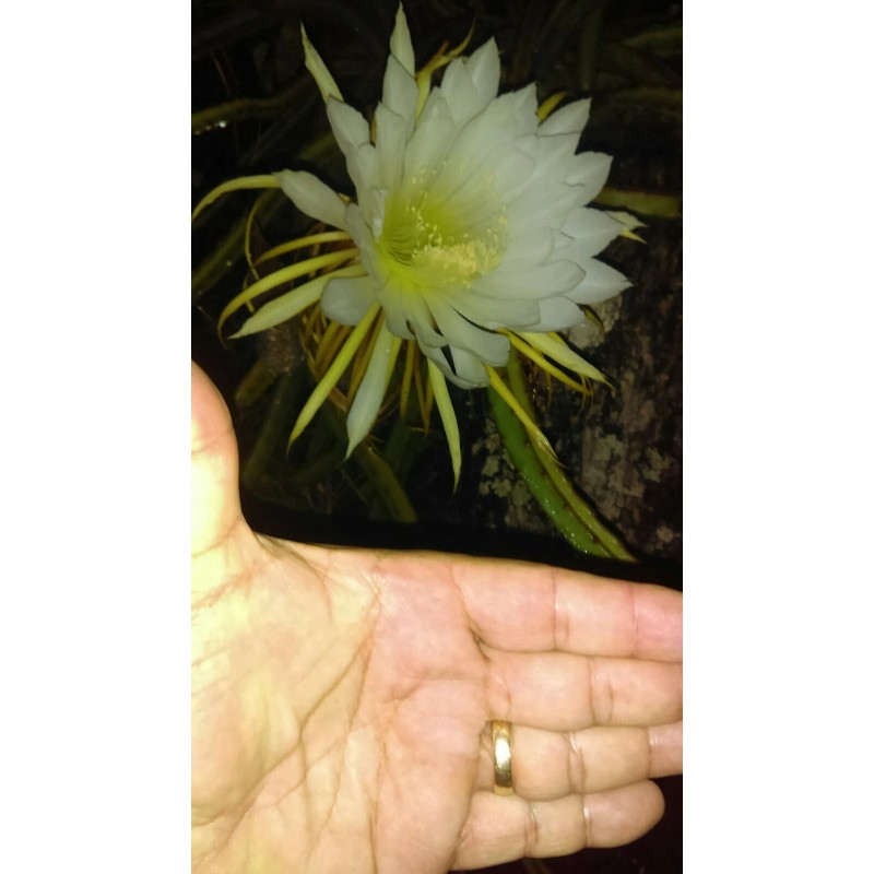 Cactus Night Blooming Cereus Cactus 5 ROOTED Cacti Easy to