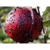 (40 Pack) Apple Maggot Trap Deluxe Kit - with NO