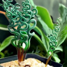JQBay Transform Your Garden with 100PCS/Bag Spiral Grass Seeds – Green Succulents