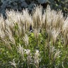 Outsidepride Miscanthus Grass - 1000 Seeds