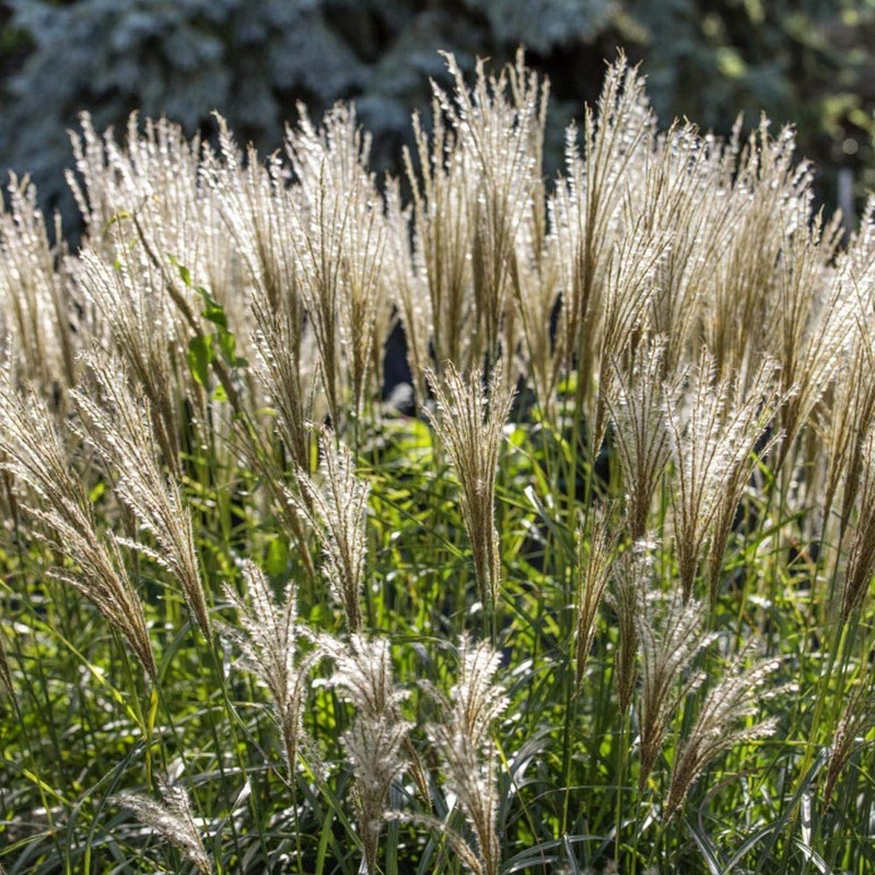 Outsidepride Miscanthus Grass - 1000 Seeds