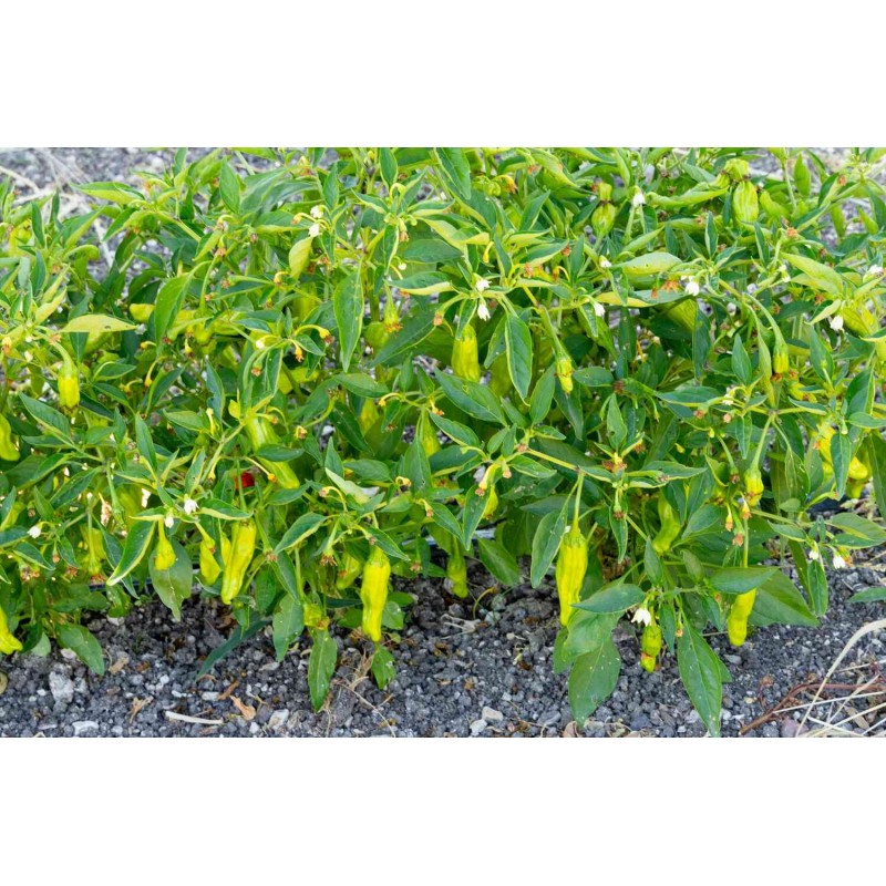 Sunshine Seeds Japanese Shishito Pepper seeds (20) / ORGANIC /