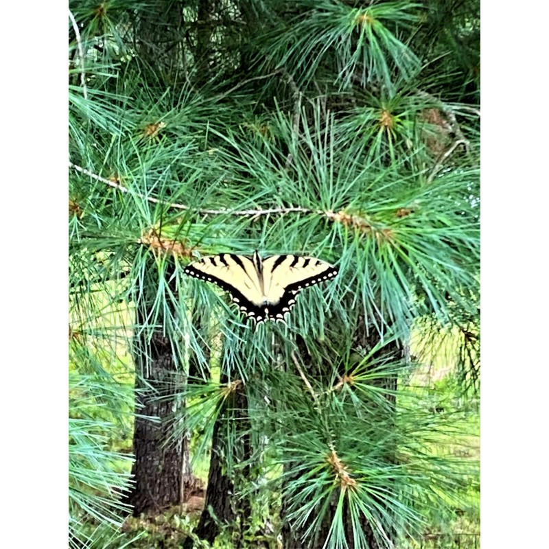 Blue Ridge Eastern White Pine Needle Tea, Fresh Blue Ridge