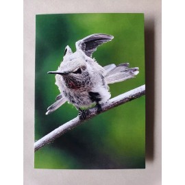 Unbranded Hummingbird Nature Wildlife 5X7 Photograph Greeting Card Blank W/Envelope