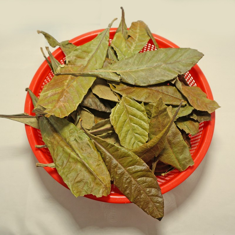 Chamdu-ri Chamduri Domestic Whole Loquat Leaf Loquat Leaf Loquat Leaf