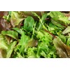 Viridis Hortus - Lettuce BabyLeaf Mesclun Mix - 5,000 (4.92g's)